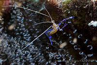 IDG0661 Periclimenes pedersoni.jpg