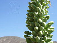 AJGM0345 Agave titanota.JPG