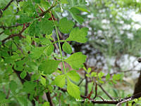 MEGA 0680 Bursera laxiflora.JPG