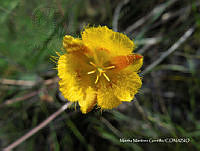 proy JF091 0075 Calochortus barbatus.JPG