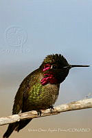 VOAP0095 Calypte anna.jpg