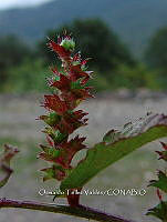 OTVBK029 0150 Acalypha.jpg