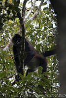 MASM00376 Ateles geoffroyi.jpg