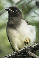 ERT04 Psilorhinus morio.jpg