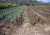 EHX0427 Opuntia sp..JPG