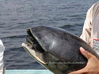 NE017 195 Dermatemys mawii.jpg