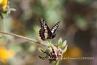 ZAPF0366 Catasticta nimbice.jpg