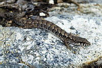 VHL0333 Elgaria paucicarinata.jpg