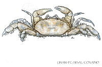 UNAM_FC-SISAL-0090 Pinnotheridae.jpg