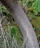 MDLLPG0037 Conzattia multiflora.jpg
