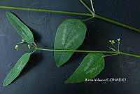 ME010 KV 02049 Euphorbia graminea Jacq., 1763_.JPG