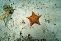 IDG0570 Oreaster reticulatus.jpg