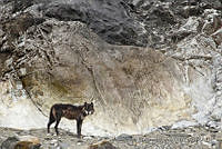 CNS1317 Canis lupus.jpg