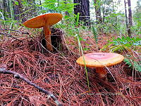 JCDJC 0001 Amanita bassi.jpg