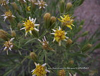 CAGM 0023 Trixis californica.jpg