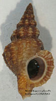 MRyRR379 Trajana acapulcana.jpg