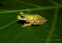 JLAL0034 Rheohyla miotympanum (2) (2) (2).jpg