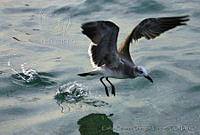 CEOV0112 Leucophaeus atricilla.jpg