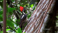 UM002 S0036 Dryocopus lineatus.jpg