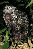 VHL0123 Coendou mexicanus.jpg