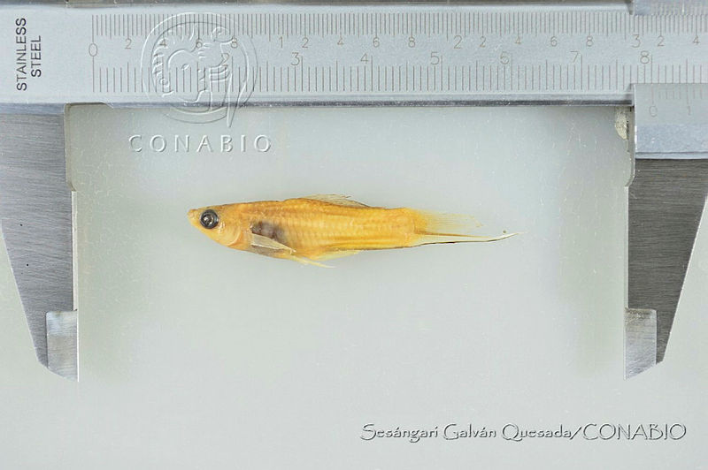 SGQ3305%20Xiphophorus%20alvarezi.jpg.rSf5wrT1MQX3dRFjQA3g0JtbmFja29CbnFuZ3NAbXJ6LGtwZwA.ZFljTMRDW6