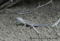 AAKVDH 0569 Callisaurus draconoides.JPG