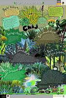CHOL_magueyes.jpg