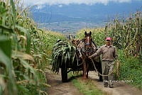 AE 002 Zea mays.jpg