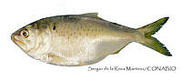 SRM0098 Brevoortia patronus.jpg