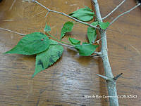 MRG-2017-377 Maclura tinctoria (MRG-10ago17-d).JPG