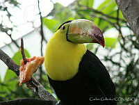 CGL3326 Ramphastos sulfuratus.jpg
