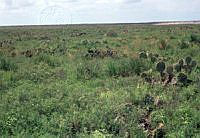 EHX0420 Opuntia sp..JPG