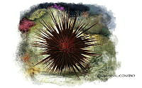 NE018 1008 Echinometra lucunter_context.jpg