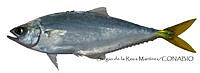 SRM0149 Oligoplites refulgens.jpg