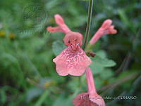 FCM293 Stachys coccinea.jpg