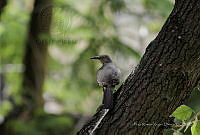 JRRO0170 Toxostoma curvirostre.jpg