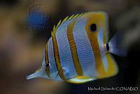 MS0147 Chelmon rostratus.jpg