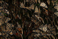 IDG1848 Danaus plexippus.jpg