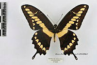 JF018 0190 Heraclides thoas autocles.jpg