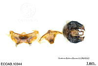 ME006 Abejas 0149 Syntrichalonia Exquisita (Cresson, 1878).jpg