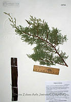 DZAJ020 Juniperus coahuilensis.JPG