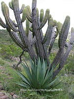 AJGM0327 Agave peacockii.JPG