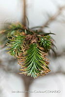 IMDOC 4829 Abies religiosa.jpg