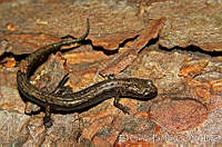 EGP0270 Chiropterotriton cracens.jpg