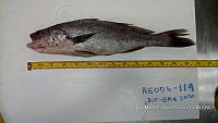 RE006 0046 Totoaba.tif