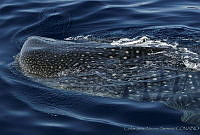 CNS0907 Rhincodon typus.jpg