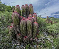 DGT12 Ferocactus pilosus.jpg