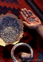 ARS00196 Dactylopius coccus.jpg