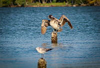 FBA0619 Leucophaeus atricilla.jpg