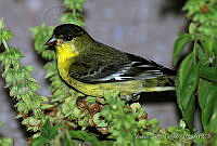 VHL0301 Spinus psaltria.jpg